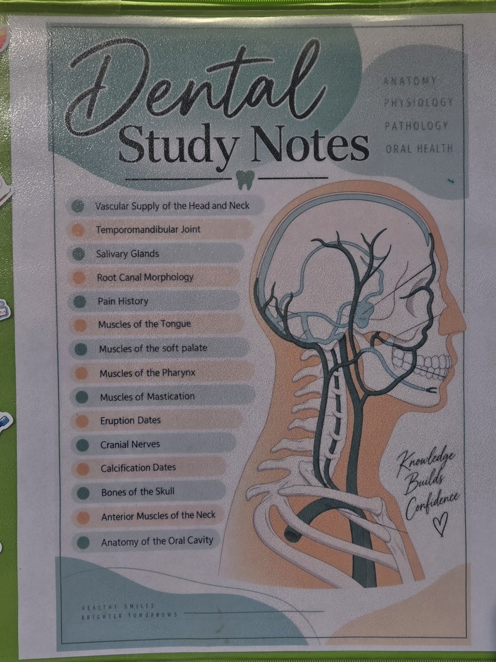 Dental Study Notes Binder – 26 Laminated Anatomy & Oral Health Diagram Pages